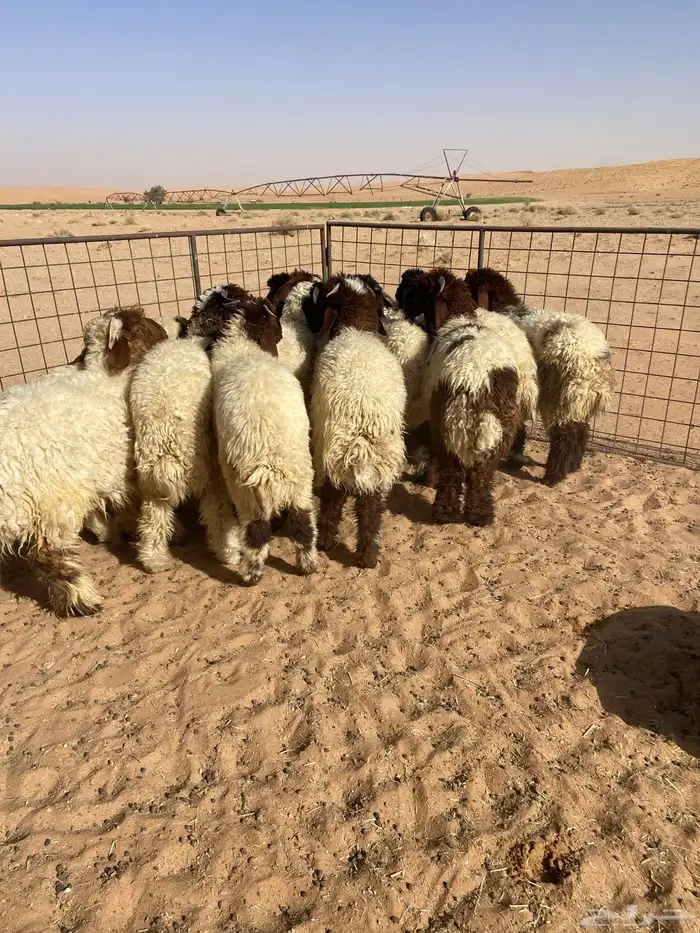 نعيم طيبه ( تم البيع ) 11