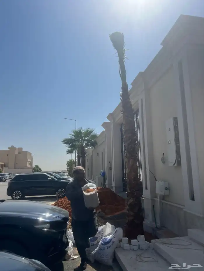 زراعه نخل واشنطونياء 1