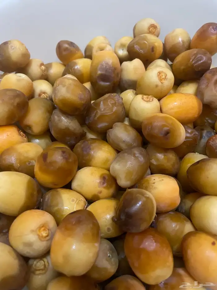 خرفه 6
