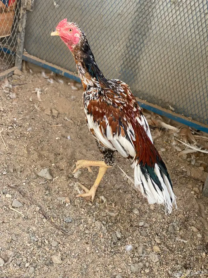 زوج سندي تايقر نسل غبشان 1