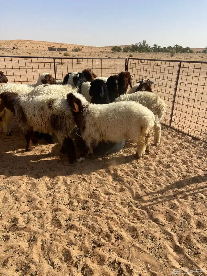 نعيم طيبه ( تم البيع ) 18