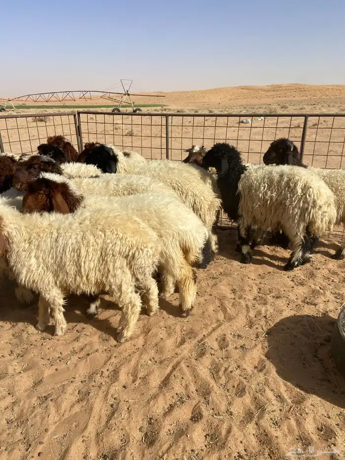 نعيم طيبه ( تم البيع ) 6