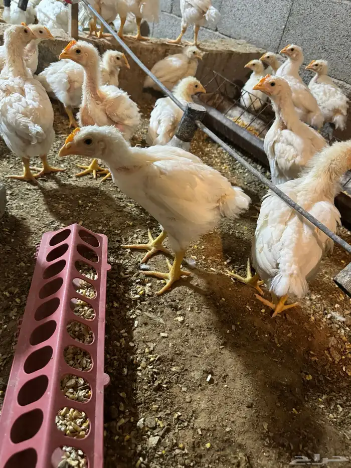 دجاج روس 308 1