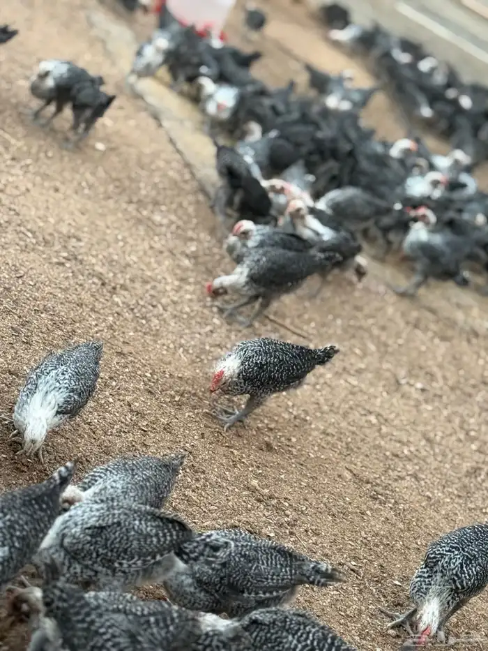 صوص فيومي تم البيع .. تم البيع .. 6