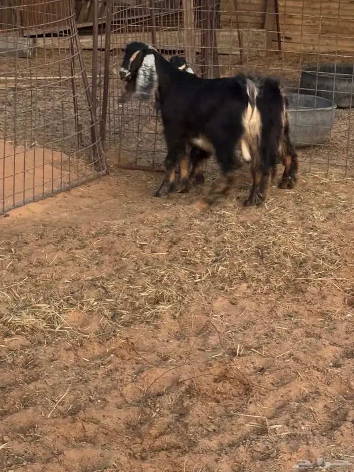 تيوس تم البيع  تم البيع 6