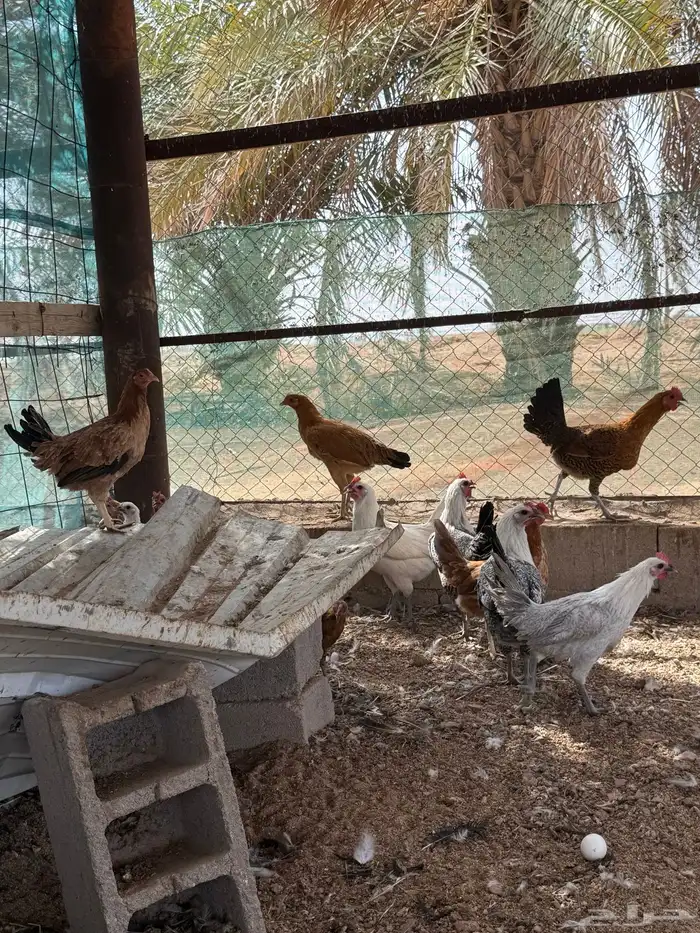 دجاج بلدي وفيومي المونيوم 4
