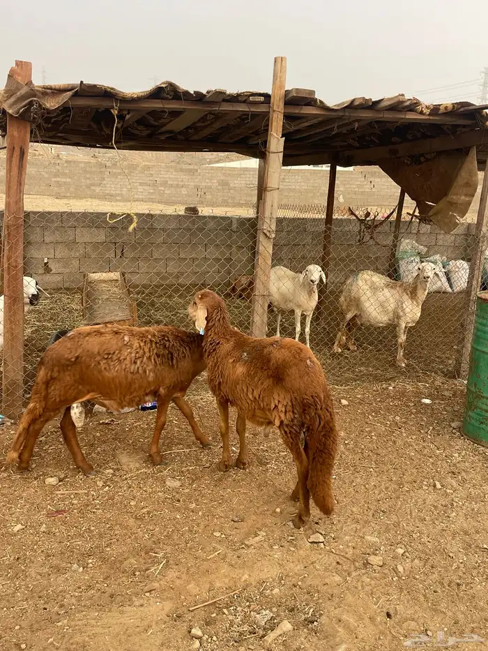 سواكني مناسبات فل 1