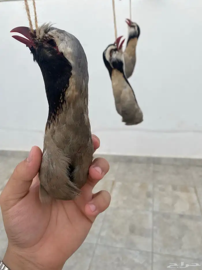 تعليقة قهبي محنط 2