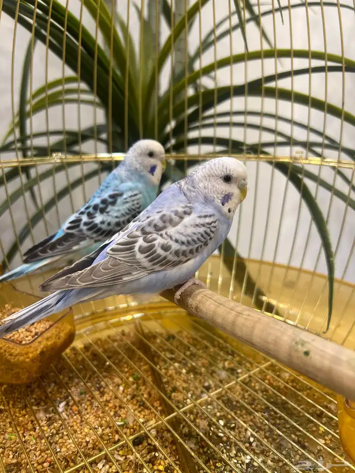 طيور مع القفص 0