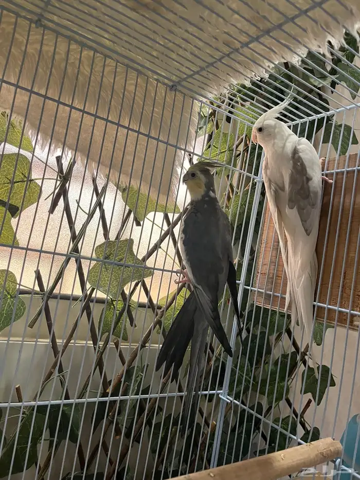 ذكر كروان باستيل فيس تم البيع خارج الموقع 0