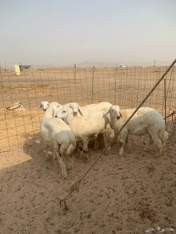 طليان جبره ذبائح وسط ذبائح ثلاجه يوجد صلخ وتوصيل 1