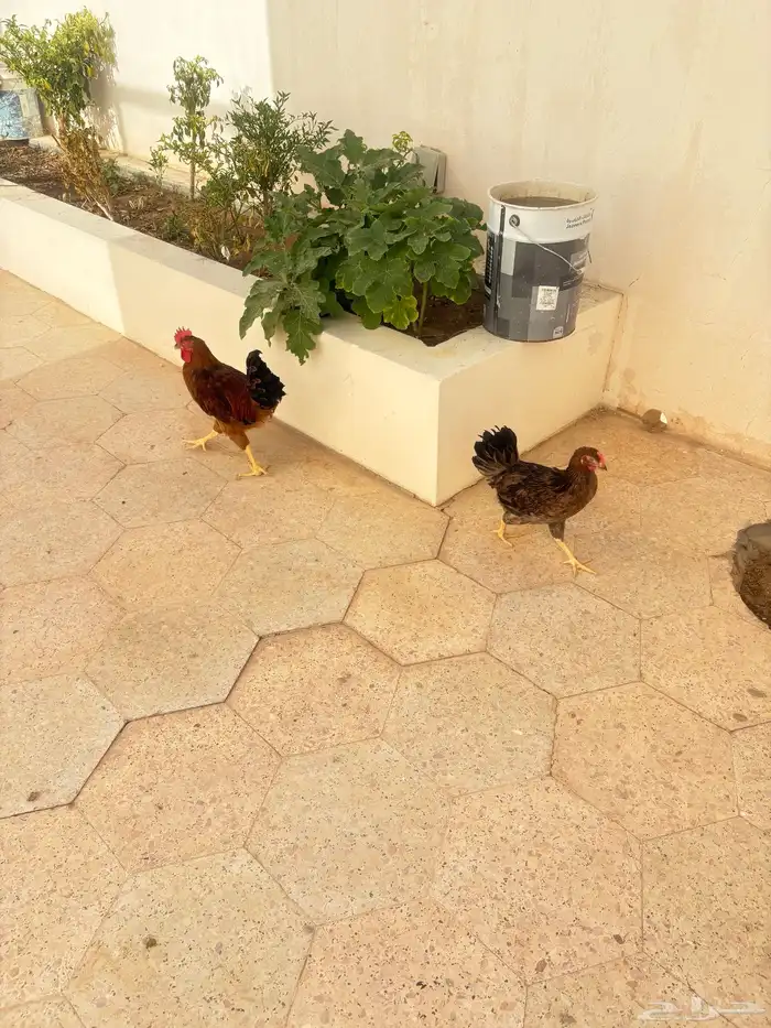 دجاج أحمر أمريكي سلالة الرود اسلند سلالة غزيرة بالبيض 2