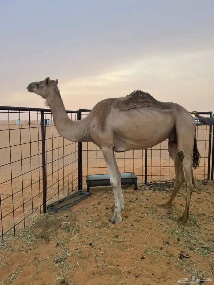 ناقة اصيل للبيع على مياس الشيبه 0