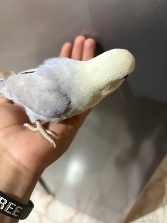 طيور روز للبيع على السوم 5