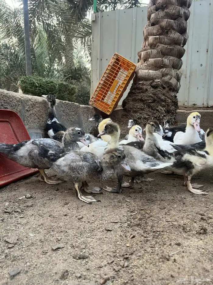 بط مصري 0