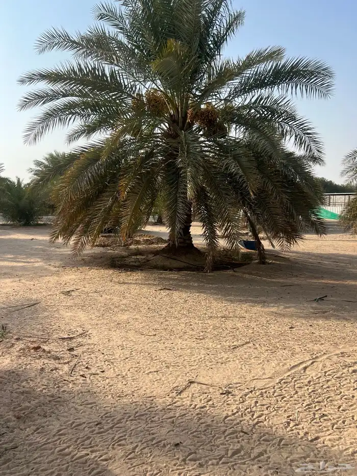 نخيل للبيع 3