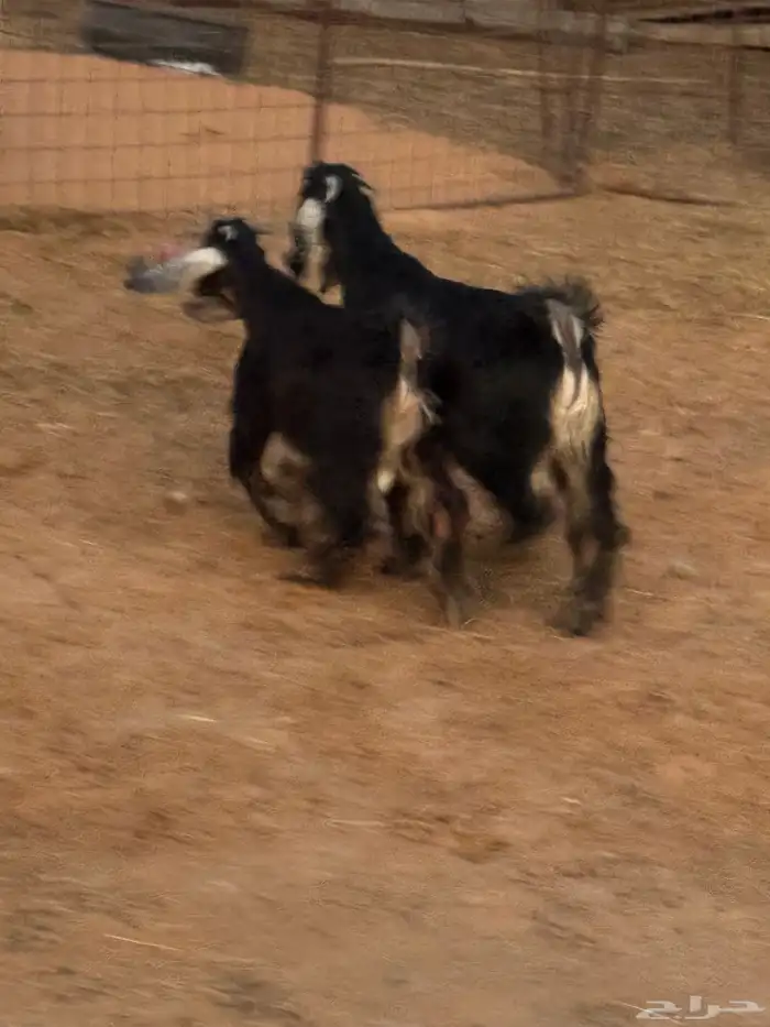 تيوس تم البيع  تم البيع 1