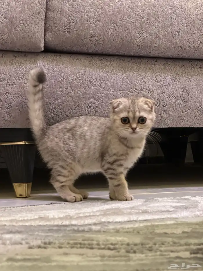 قطط 1