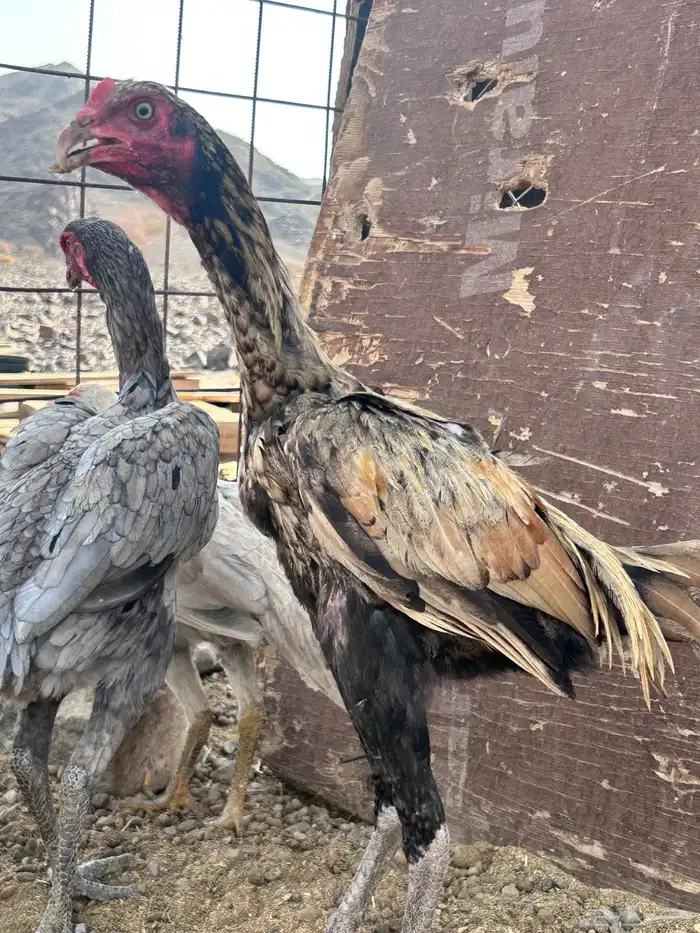 ديوك سند بيور دم صافي اجرام والوان نادره 12