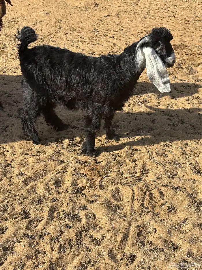 تيس للبيع 2