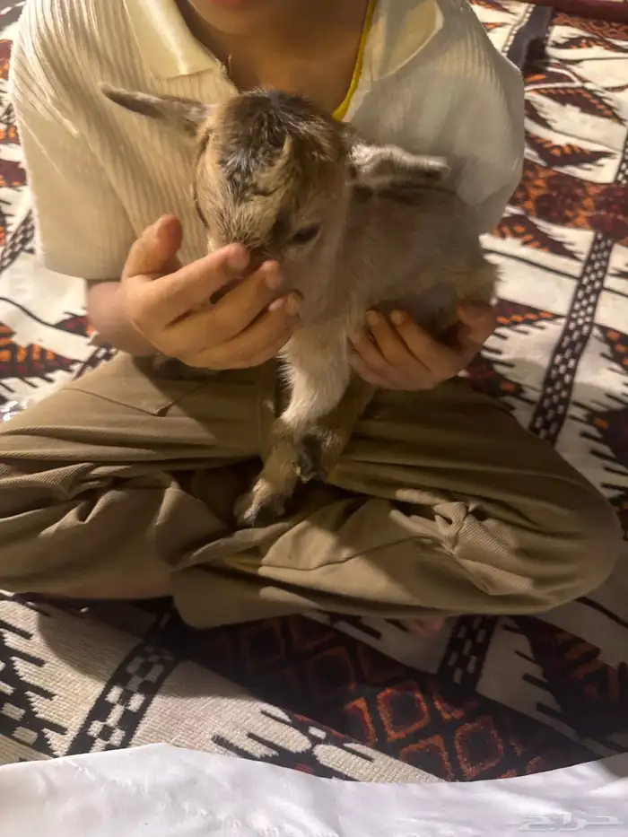 تيس قزمي ابوه امركي 1