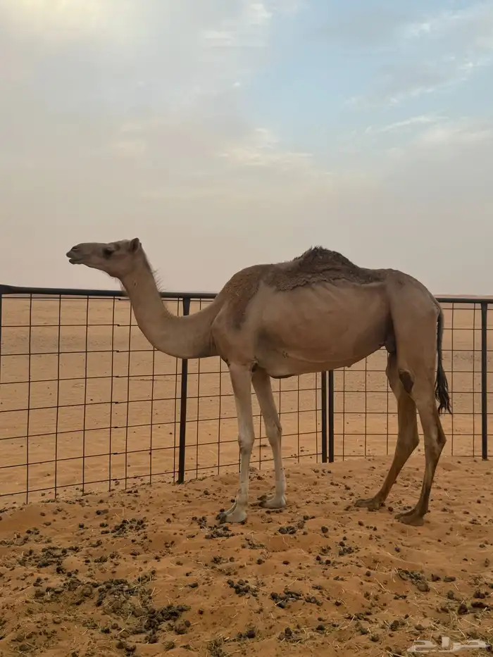 ناقة اصيل للبيع على مياس الشيبه 1