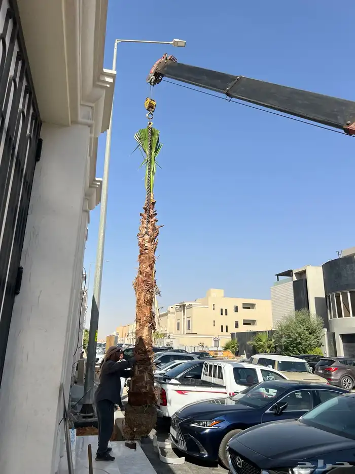 زراعه نخل واشنطونياء 4