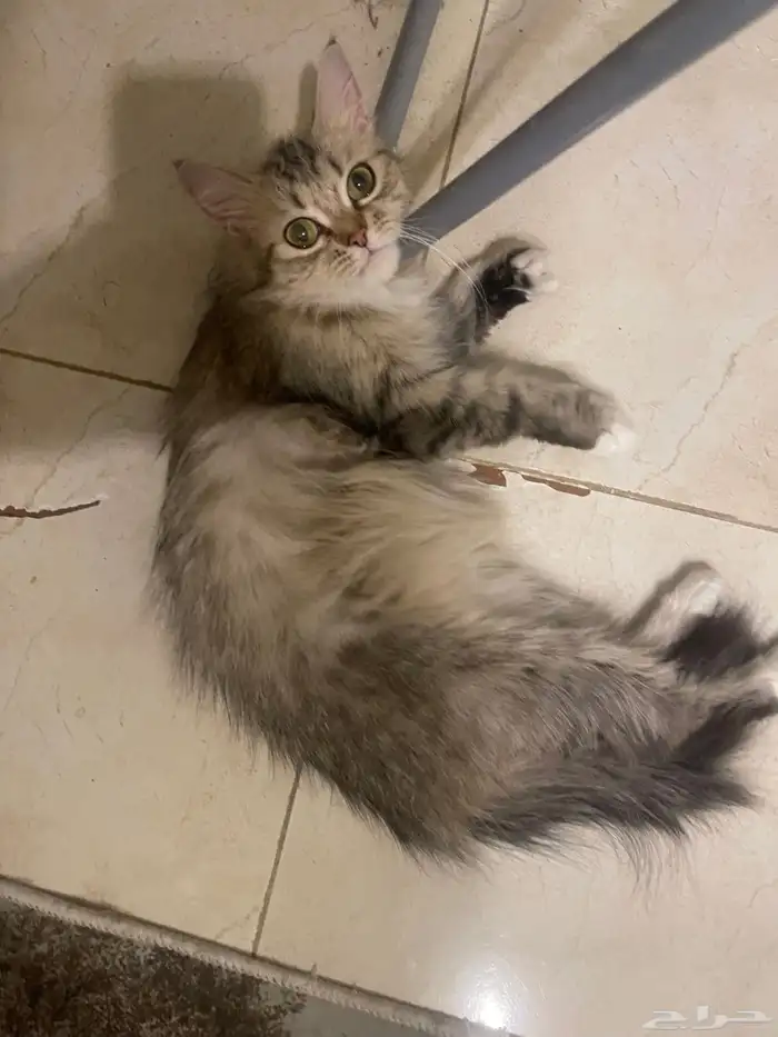 الخبر 1
