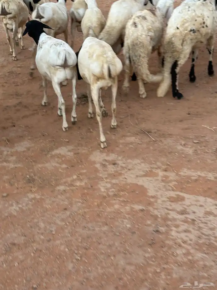 طليان برابر مرابي طب وتخير 78