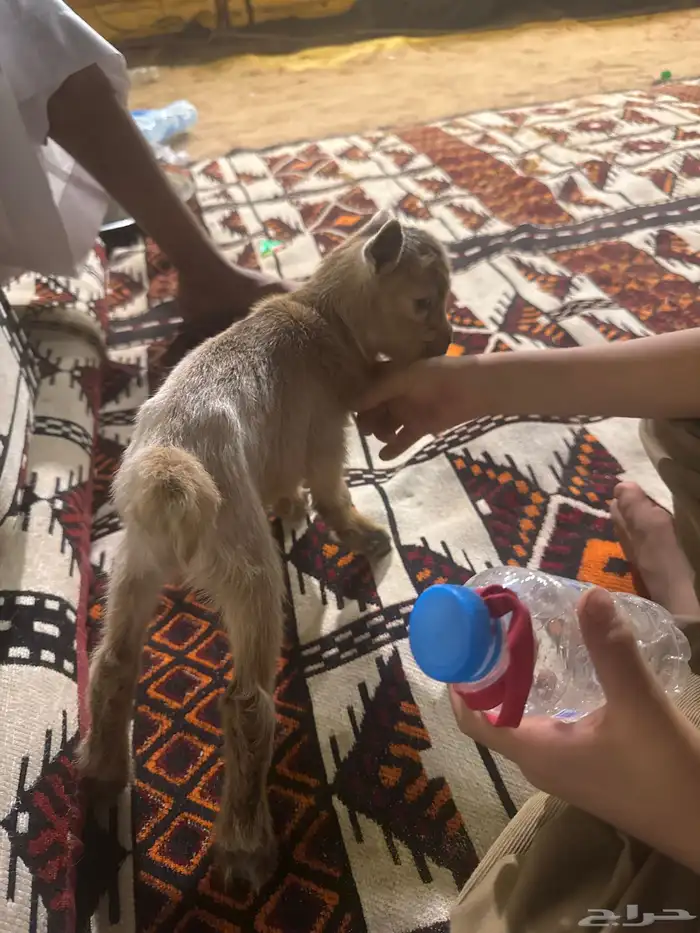 تيس قزمي ابوه امركي 2