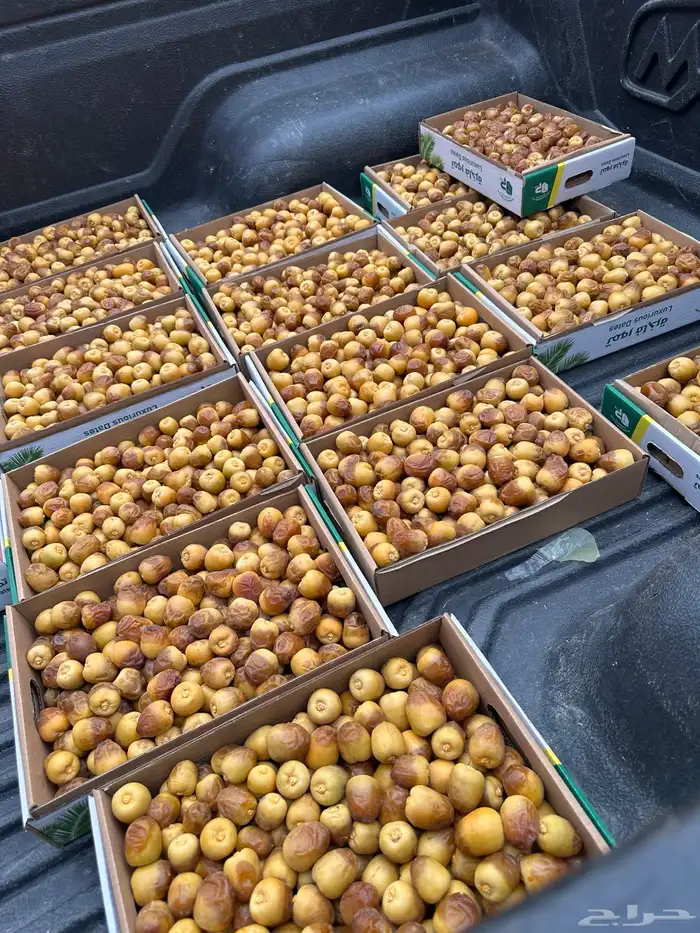 تمر سكري فاخر مناصيف - رطب 2