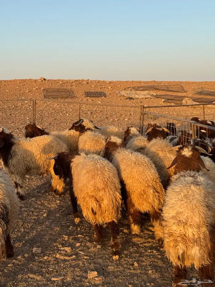بهم جبر نعيم مغلق 5