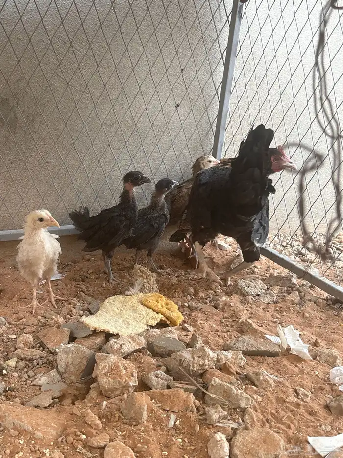 دجاجه للبيع تحتها 5 فروخ والي متبين لي كلهن دجاجات 1