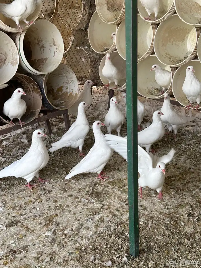 حمام فرنسي سلالة فاخرة 1