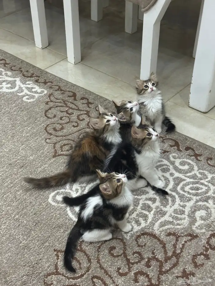 قطط للتبني 0