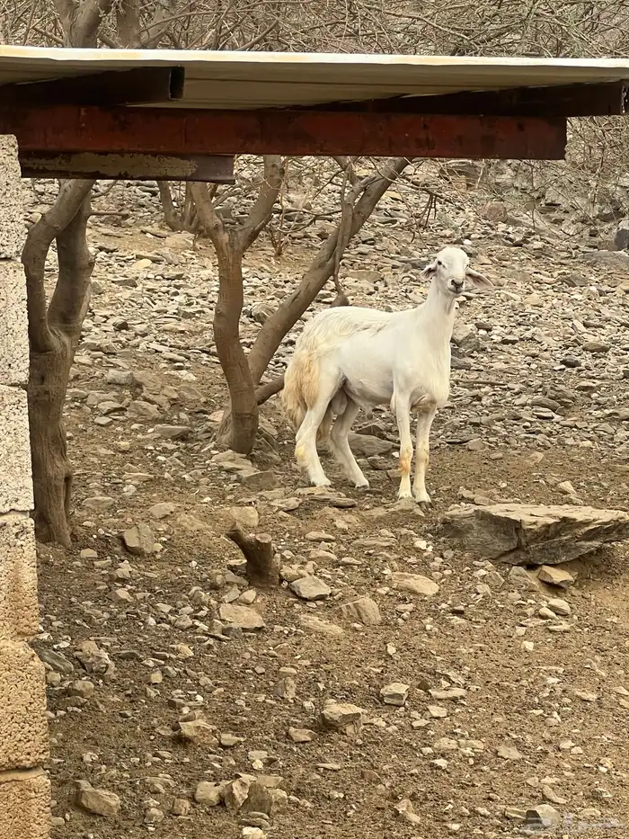 طلي صنف من حلال الفريدي 3