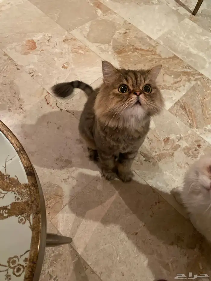 قطة هجين شيرازي وسكوتش ستريت 2