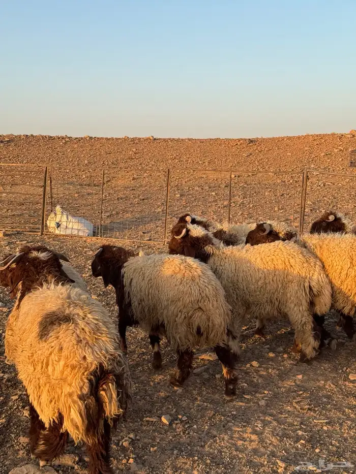 بهم جبر نعيم مغلق 6