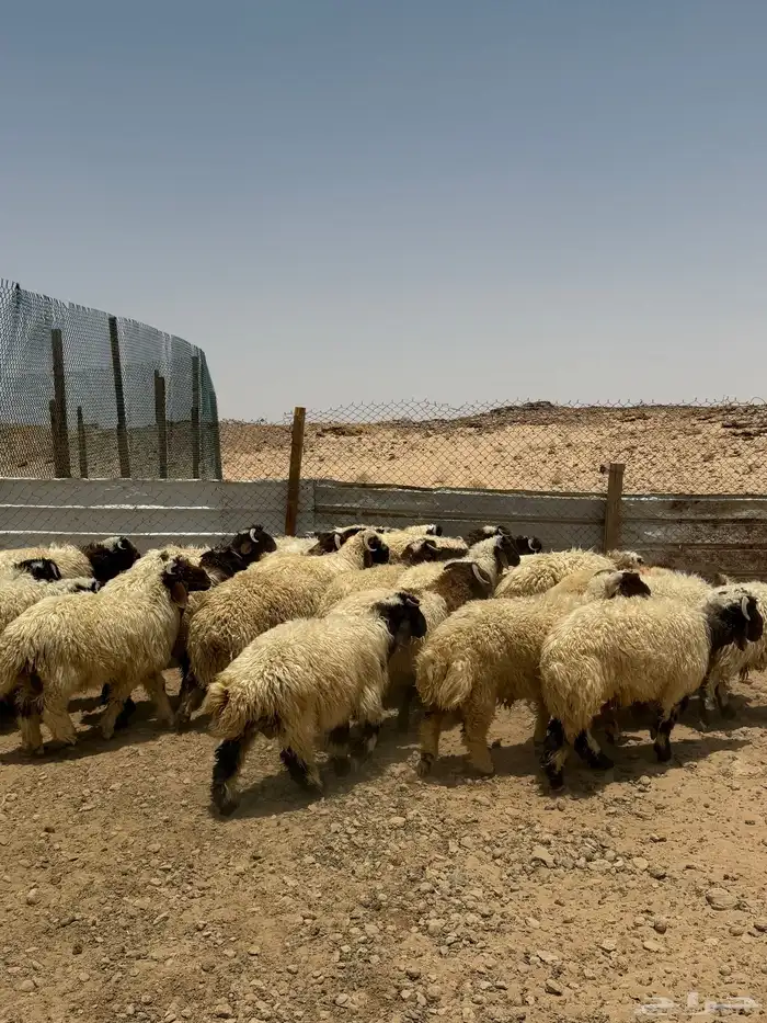 ذبايح نعيمي وجميع الانواع متوفر 0