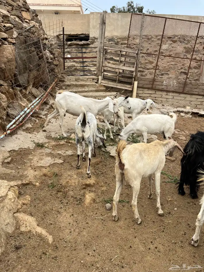 معزى عوارض وبيشيات 8