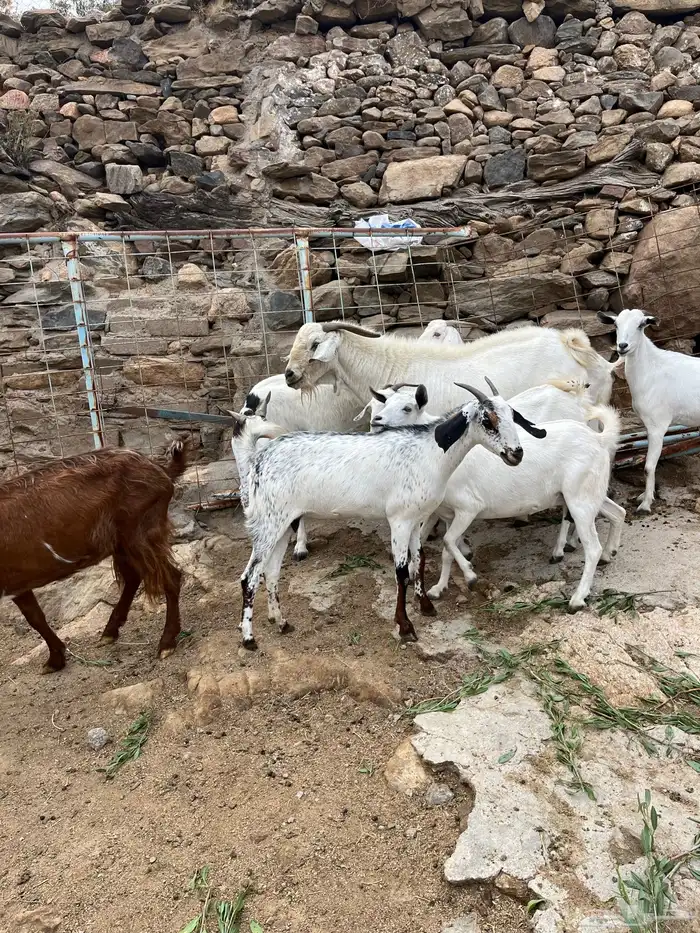 معزى عوارض وبيشيات 0