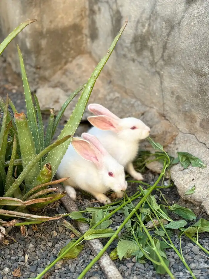 أرنب صغير 1