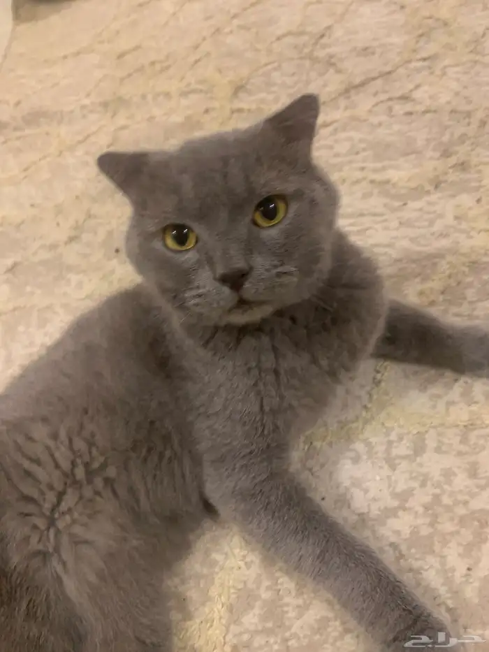 قطط 0