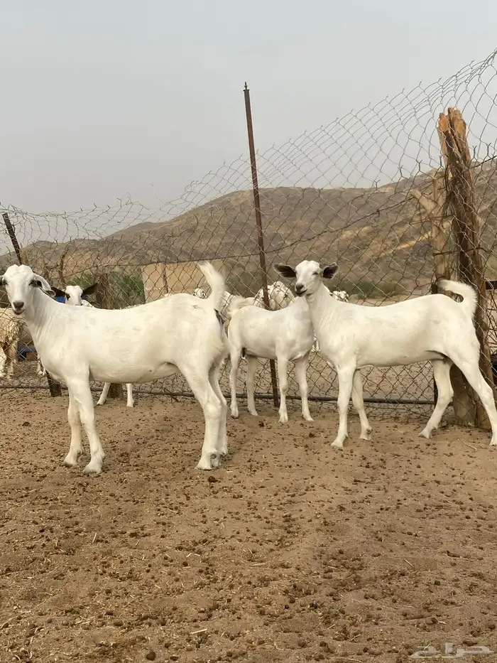 جفار بيشيات فواخر صنف تم البيع تم البيع تم البيع 3