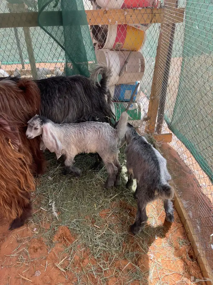 غنم للبيع معزاء 9