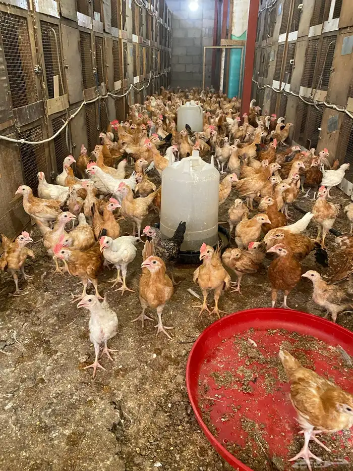 للبيع صوص دجاج بلدي عمر شهرين 350 حبه 3