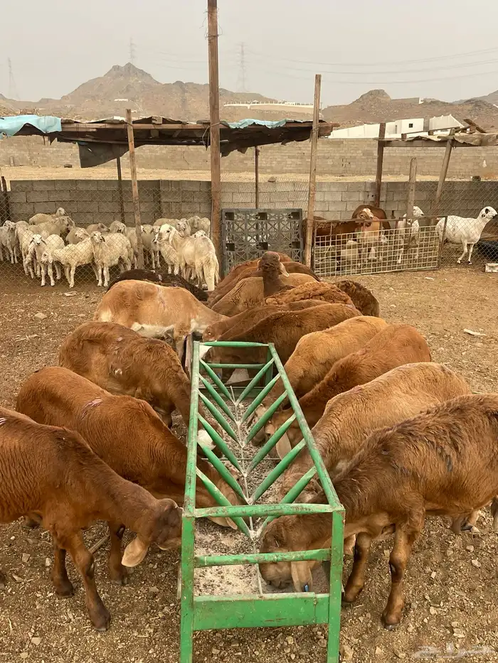سواكني مناسبات فل 5