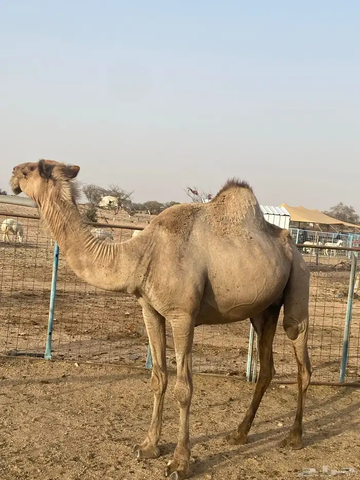 ناقه فاطر للبيع. 0