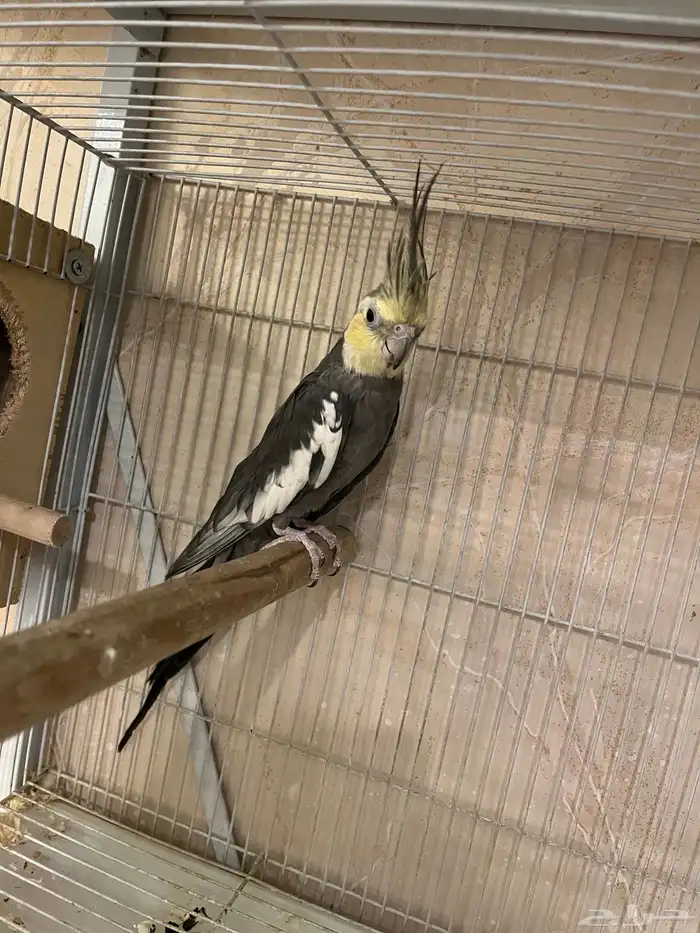 ذكر كروان باستيل فيس تم البيع خارج الموقع 2