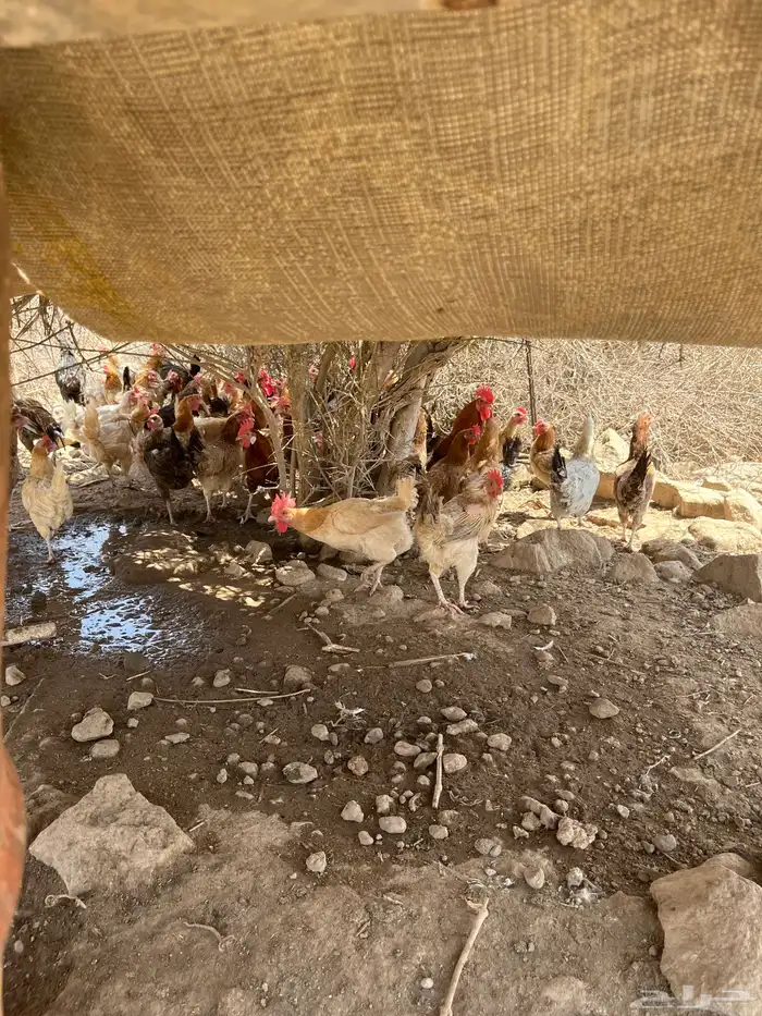 دجاج بلدي 3